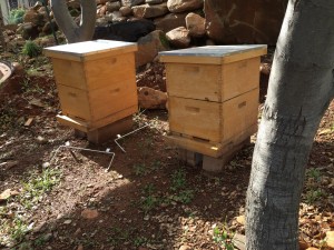 Bee Hives