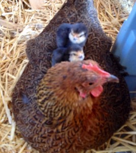 Broody hen hatches chicks