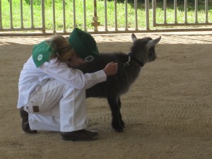 County Fair 4H Primary Showmanship, Goats